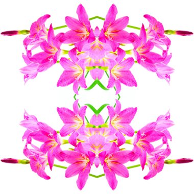 pembe zephyranthes Zambak çiçeği