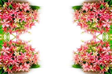 Kırmızı rangoon sarmaşık çiçeği