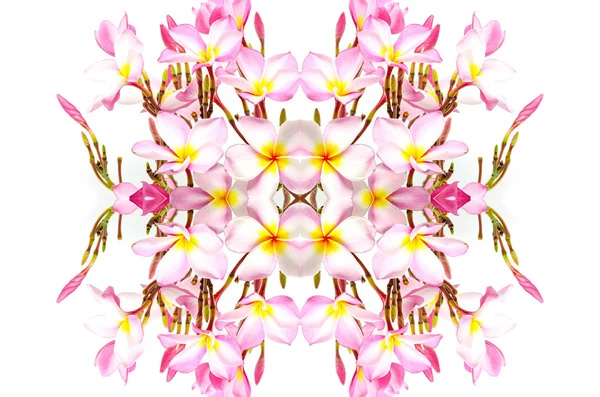Plumeria różowy kwiat kwitnąć — Zdjęcie stockowe
