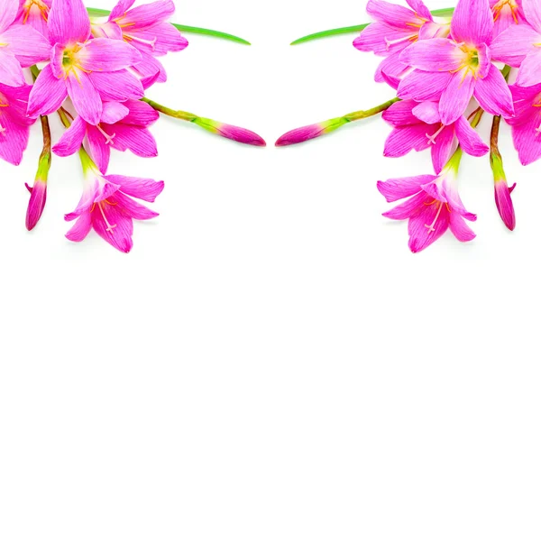 Pembe zephyranthes Zambak çiçeği — Stok fotoğraf