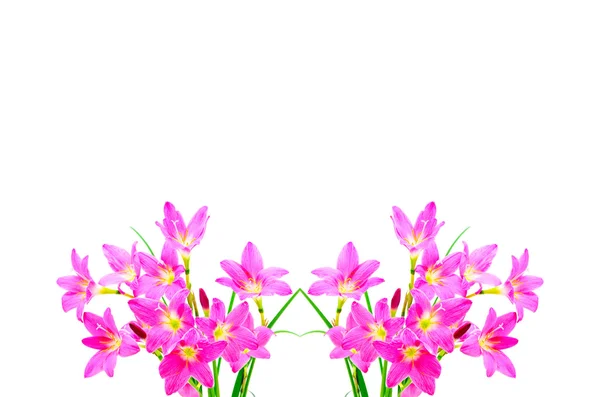 Лилия розовая Зефирантес — стоковое фото