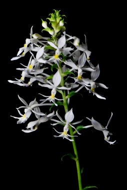 Calanthe leonidii
