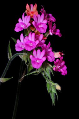 Calanthe succedanea