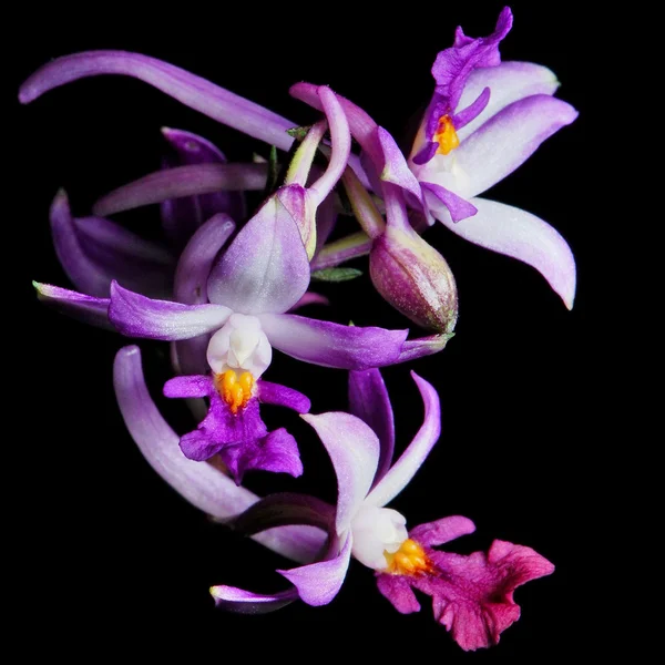 Calanthe madagascariensis — Stock Photo, Image