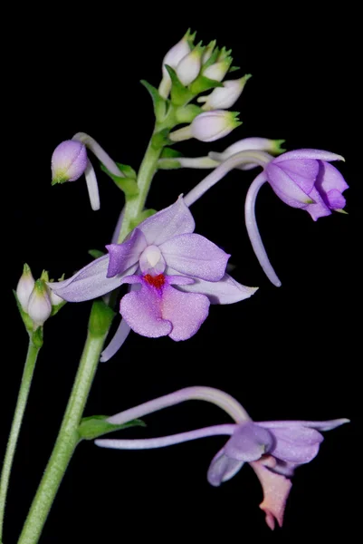 Calanthe sylvatica — Stockfoto