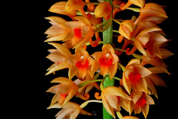 Calanthe pulchra — Stockfoto