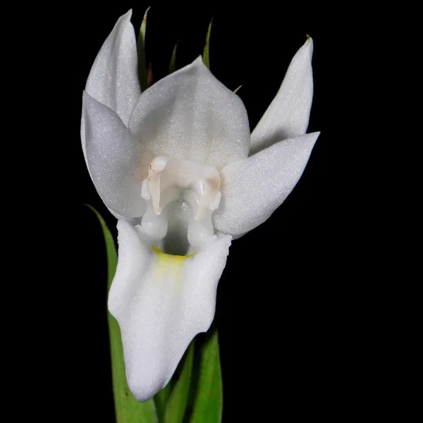 Pecteilis sagarikii — Foto de Stock