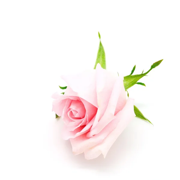 Ροζ τριαντάφυλλο σε λευκό — Φωτογραφία Αρχείου