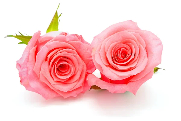 Розовые розы на белом — стоковое фото