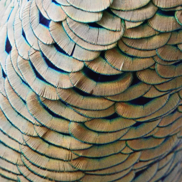 Gold and Green Peacock feathers — Stock Photo, Image