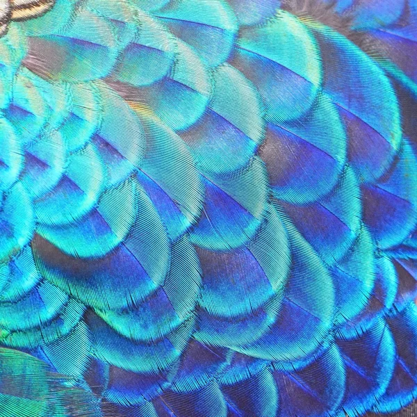 Blue Peacock feathers — Stock Photo, Image