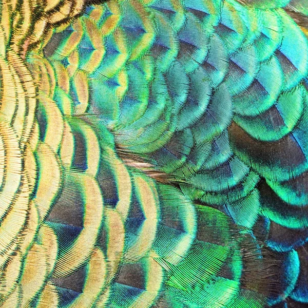 Green Peacock feathers — Stock Photo, Image