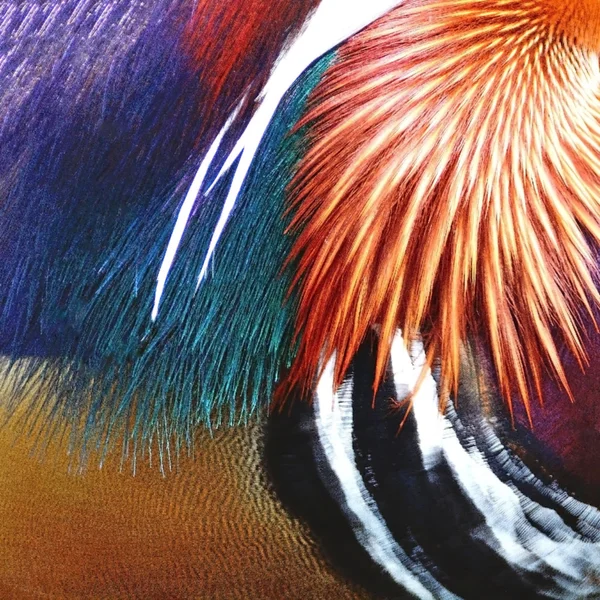 Mandarin duck feathers — Stock Photo, Image
