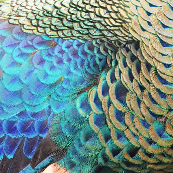 Plumas de pavo real verde —  Fotos de Stock