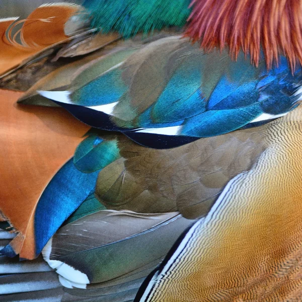 Mandarin ördeği tüyler — Stok fotoğraf