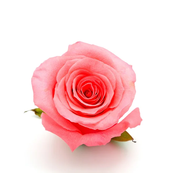 白地にピンクのバラ ストック画像