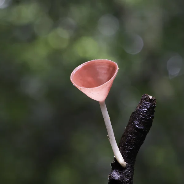 Champagne paddestoel — Stockfoto