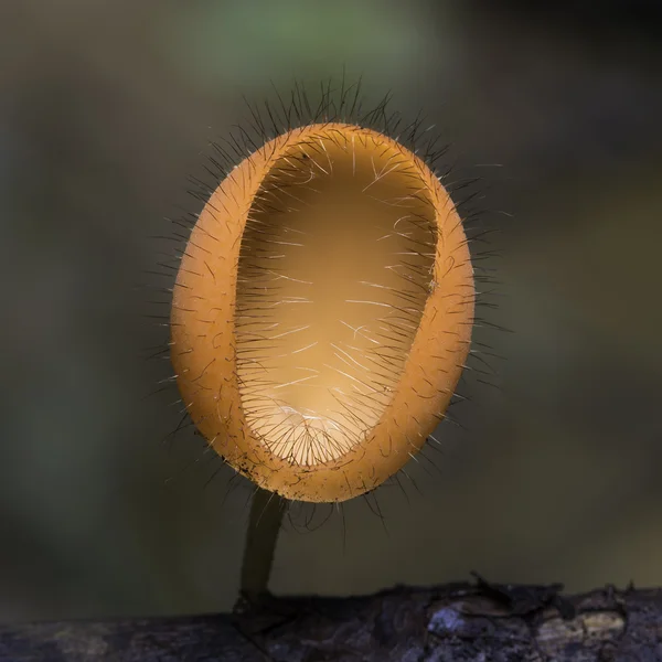 Cappotto Fungo — Foto Stock