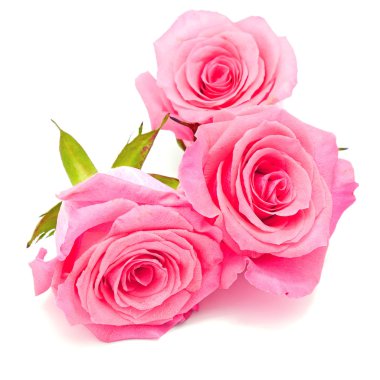 pembe Gül