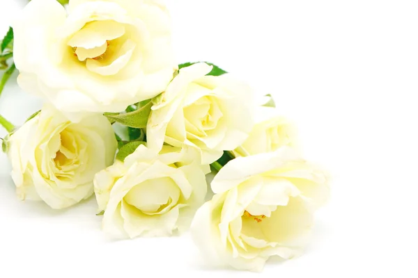 Yellow rose — Stock Photo, Image