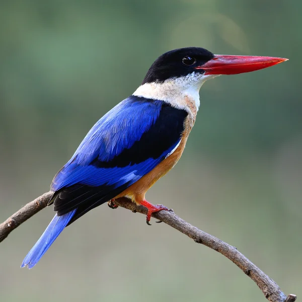 Gorra negra Kingfisher — Foto de Stock
