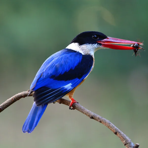 Schwarzkopf-Eisvogel — Stockfoto