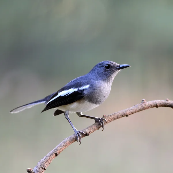 Kadın Oriental Magpie Robin — Stok fotoğraf