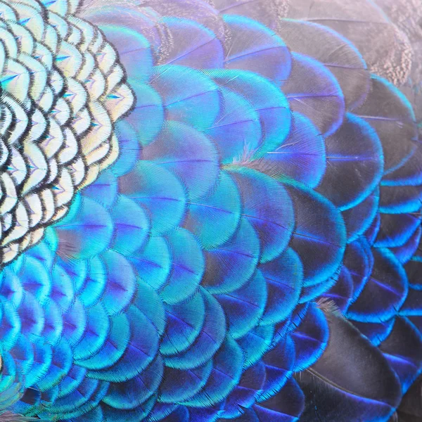 Green Peacock feathers — Stock Photo, Image