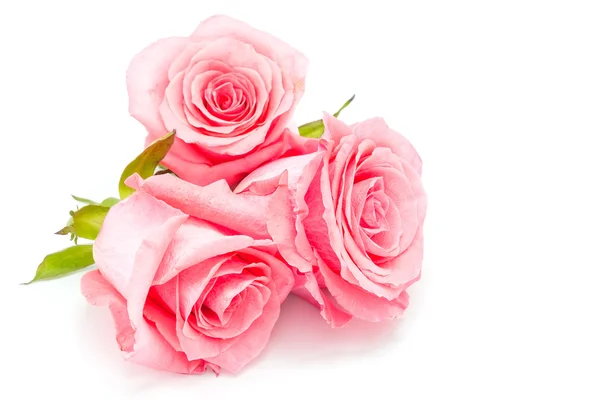 Pink rose — Stock Photo, Image