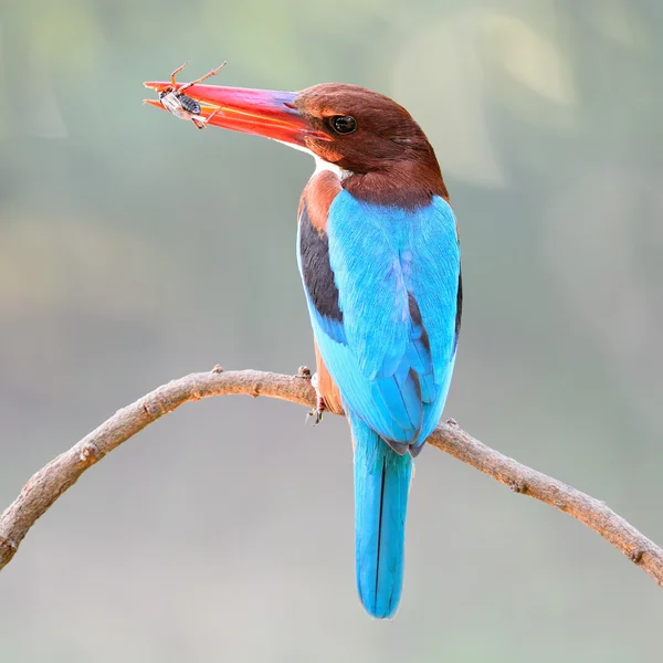 Weißkehl-Eisvogel — Stockfoto