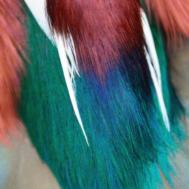 Renkli Mandarin ördeği tüyler