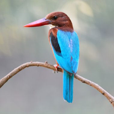 Beyaz boğazlı Kingfisher dal