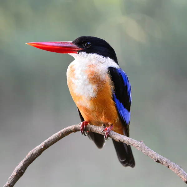 Siyah şapkalı kingfisher — Stok fotoğraf