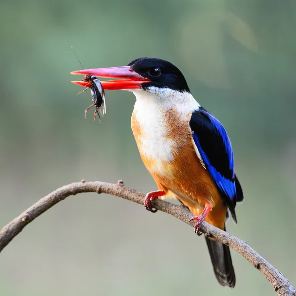 Gorra negra Kingfisher — Foto de Stock