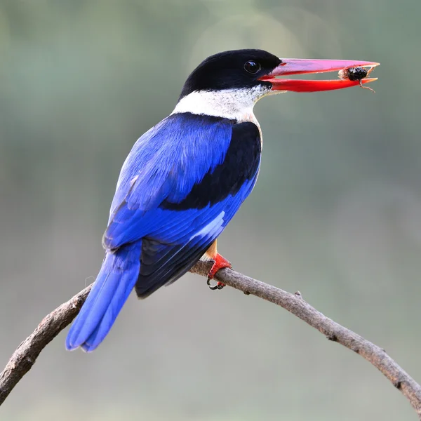 Schwarzkopf-Eisvogel — Stockfoto