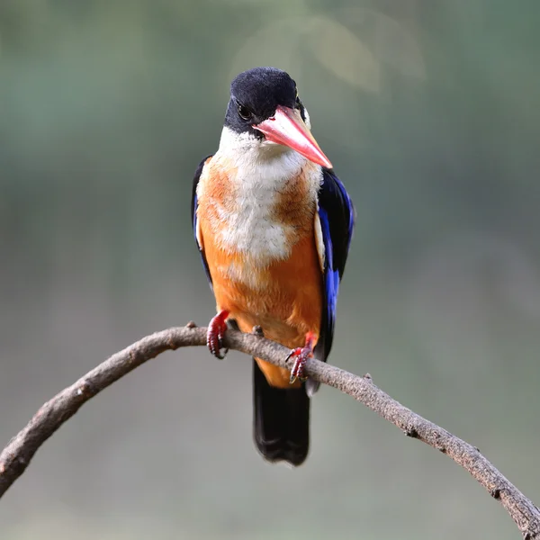 Schwarzkopf-Eisvogel — Stockfoto