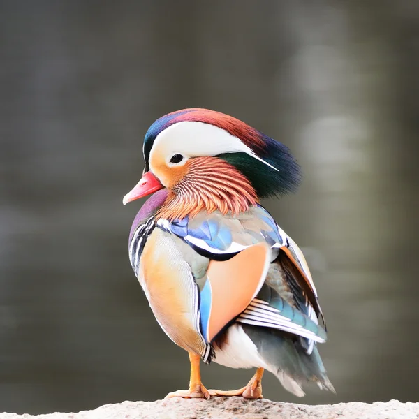 Pato mandarín macho — Foto de Stock