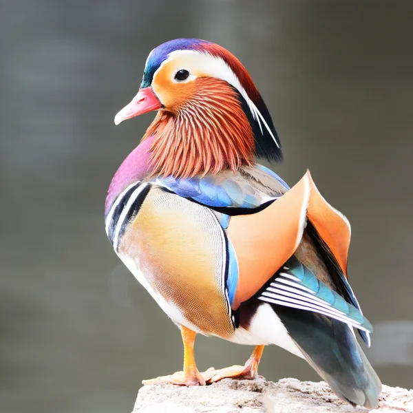 Male Mandarin Duck — Stock Photo, Image