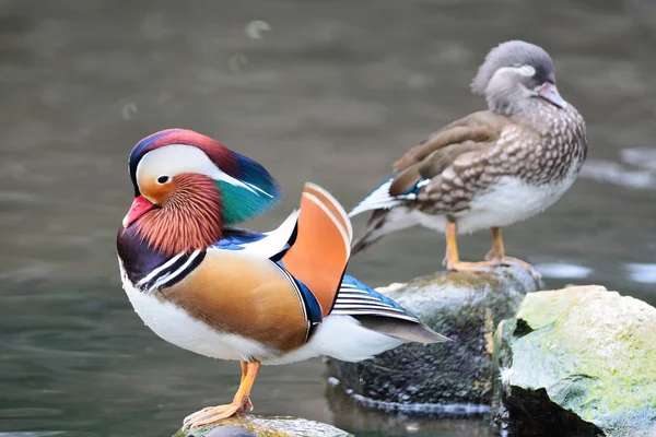 Renkli Mandarin ördekleri — Stok fotoğraf