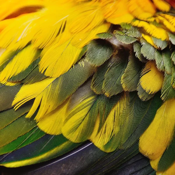 Colorido sol Conure plumas —  Fotos de Stock