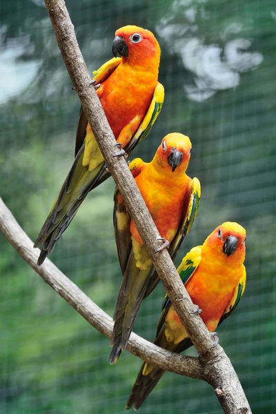 Colorido Sun Conures — Fotografia de Stock