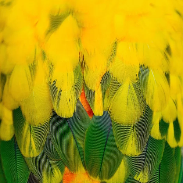 Colorful Sun Conure feathers — Stock Photo, Image