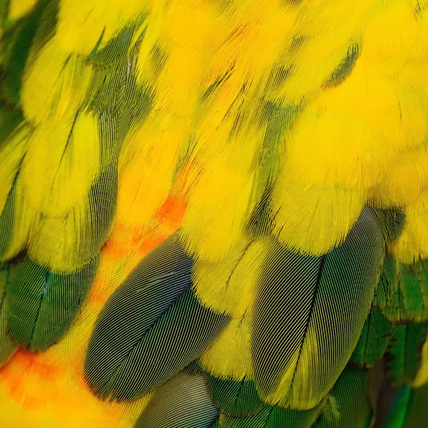 Красочные перья Sun Conure — стоковое фото