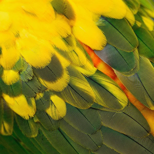 Colorato sole Conure piume — Foto Stock