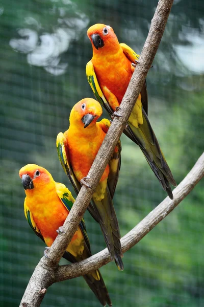 カラフルな太陽 Conures — ストック写真