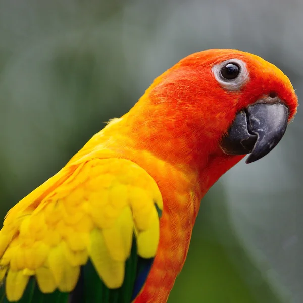 Färgglada solen Conure — Stockfoto