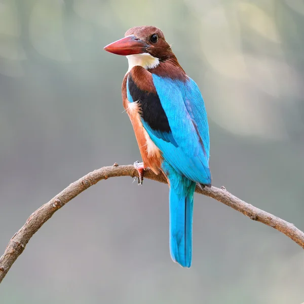 Beyaz boğazlı Kingfisher dal — Stok fotoğraf