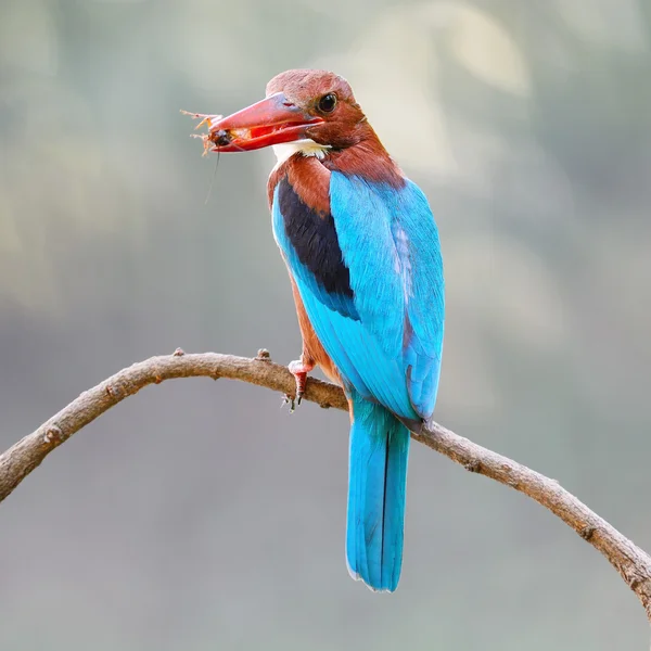 Beyaz boğazlı Kingfisher dal — Stok fotoğraf