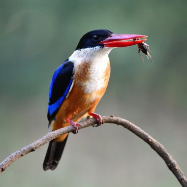 Siyah şapkalı kingfisher kuş