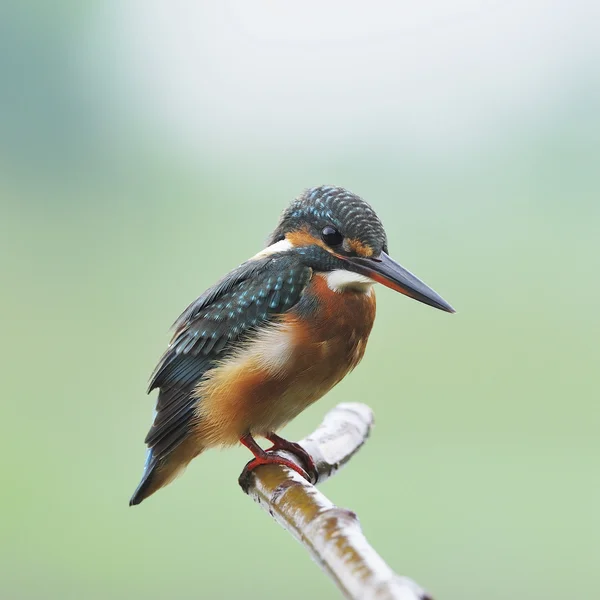 Hembra común Kingfisher —  Fotos de Stock